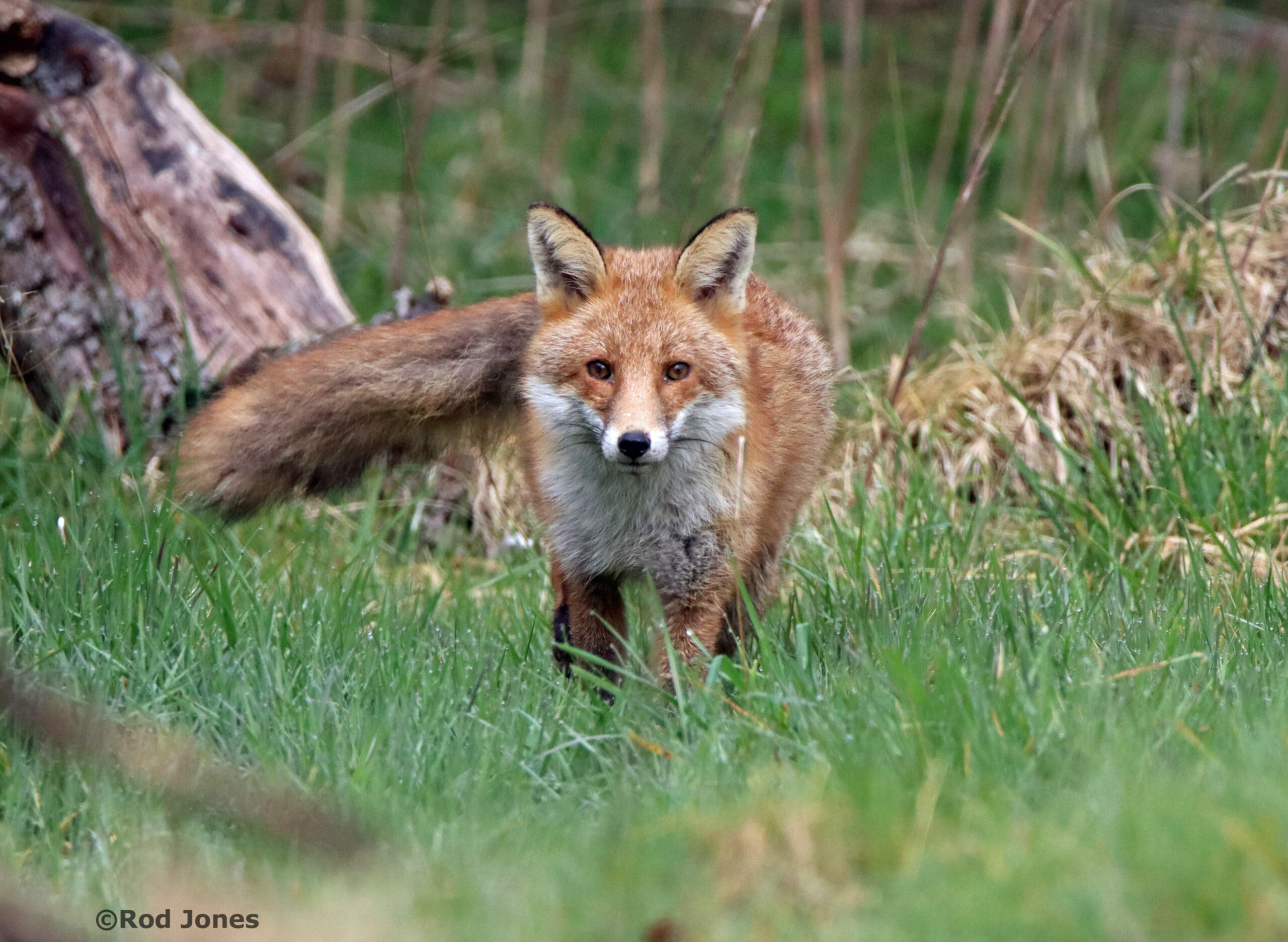 Mammals photo gallery – Wild About Yorkshire