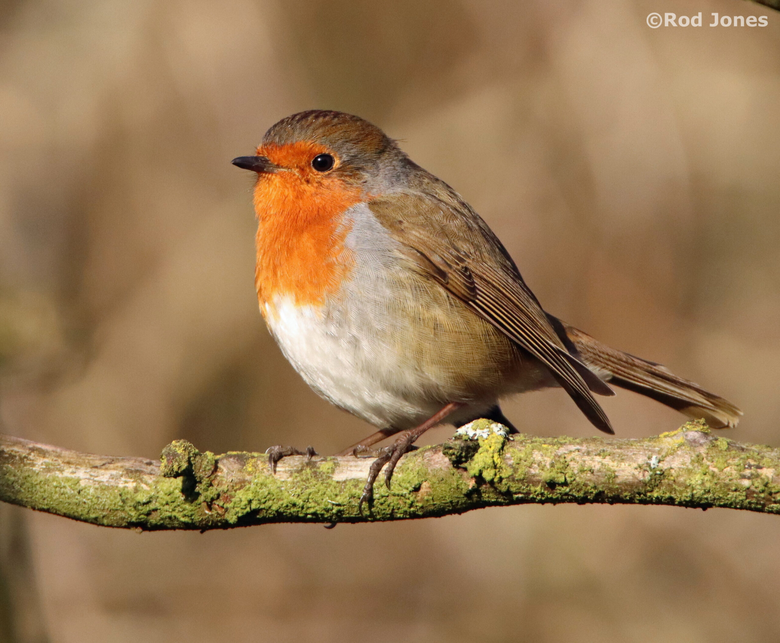 Robins photo gallery – Wild About Yorkshire